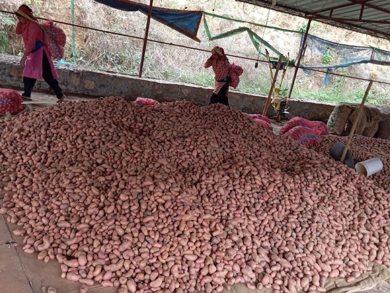 पर्वतमा यस वर्ष आलु उत्पादन वृद्धि हुने अनुमान