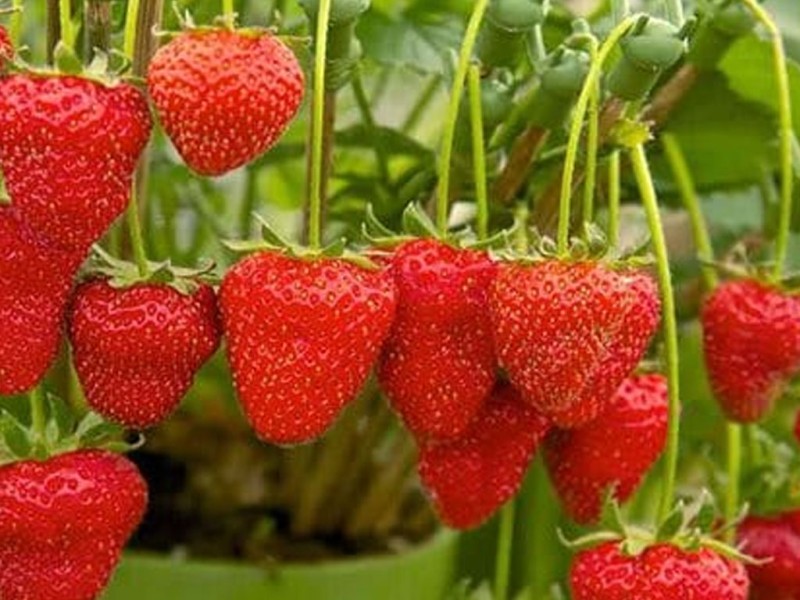 स्ट्रबेरी खेतीबाट वार्षिक छ लाख बचत